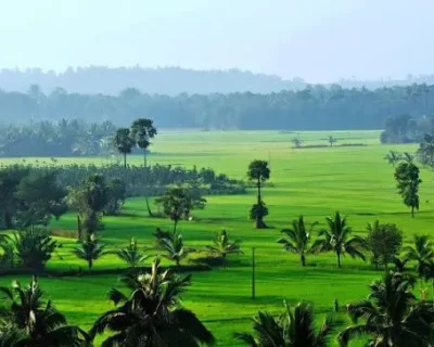 pkd Home